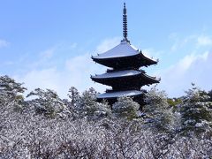 京都を歩く(107)　仁和寺冬景色　御室桜に雪の花が咲きました　