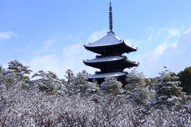 雪の京都，三部作の最後を締めくくるのは，門跡寺院の風格漂う仁和寺です。<br />御室桜に雪が積もり，あたかも満開の桜のような光景を見ることが出来ました。<br />