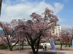 熱海で桜