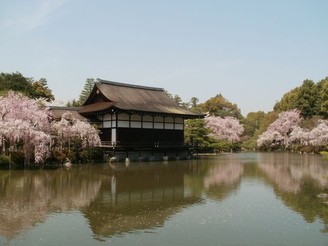   先日妻と京都に3日間行ってきた。てっきり桜は散っていたと思ったが、なんと満開だった。仕事で京都滞在中だった母親とも現地で待ち合わせて久しぶりの再会となった。<br /><br />　桜の時期は京都は外国人観光客で溢れているそうだが、残念ながら今年は日本人観光客すら例年の半分だという中では当然外国人の姿は少なかった。それでも若干居たので、こういう時でも日本に観光に来てくれる外国人には感謝せずにはいられない。<br /><br />　元々、仏教的なモノに興味がある妻なので、神社仏閣巡りの3日間となった。二条城から始まって、平安神宮、南禅寺、銀閣寺、永観堂、三十三間堂、東寺と周った。私自身歴史が好きなので元々京都の神社仏閣はかなり見てきたが、3日でこれだけ周るとさすがに頭が痛くなってしまった（苦笑）<br /><br />　元々はあの3月11日の地震が無ければ先月下旬に福島か長野の温泉に行こうかと考え、あの当日もネットで宿を探していたところで地震が起きた。当然しばらくは観光どころでは無いと考えていたが、以前のブログでも書いていたように自粛が必ずしも良いというわけで無いと考えて京都訪問を決めた。<br /><br />　写真は平安神宮の庭園で撮った桜。桜が日本の春には本当に合うなと改めて思ったところだ。