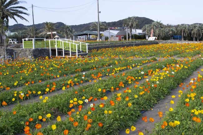 好天に恵まれたお正月。アクアラインを使って館山周辺にお花摘みや熱帯植物園に行ってきました。<br />南房ではポピーが時期ですので、ポピーの花摘みをメインに、海ほたるでお昼を食べる位の、ゆっくりした時間に発って、館山道を経由して南房パラダイスに行きました。<br />南房では花摘みを楽しめる場所が各所にありますが、この館山ファミリーパークは年間を通じて季節ごとに花摘みが楽しめる施設で、訪れた際にはポピー、ひまわり、キンギョソウ、ストックの花摘みが出来ました。パターゴルフも人気のようで沢山の来場者でにぎわっていました。<br />ひとしきりお花摘みを楽しんだ後は、近くの南房パラダイスにも行きました。道の駅でもある南房パラダイスは、売店も充実していますが、連続温室や蝶館など熱帯の植物・昆虫が見事でした。<br />最後に南房パラダイス前の海岸で夕陽を拝んで、お正月ドライブの締めにしました。