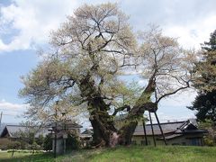 信州　「花の道ドライブ」　巨木桜の「権現桜」と伊那の「シバザクラ」に出会う旅