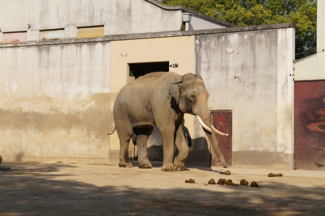 王子動物園に行きました。パンダやライオンなど、時間がなくて見れなかったけど、こどもは初めての動物園で楽しんでました。