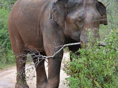 スリランカ　ウダ・ワラウェのサファリ最高②