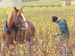 27　こよなきパートナーそれは馬：115/10-15/11 2011 秋と初冬の狭間のTGVの旅