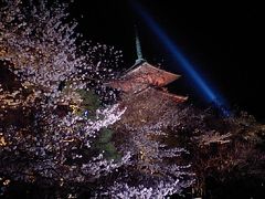 桜・さくら・サクラin京都
