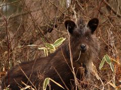 野生のカモシカに会いたい！【山梨発】ご当地グルメ・ワイン・温泉・サファリ？を楽しむ1泊2日　vol.2