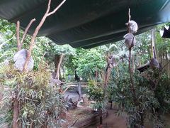 初のOZ旅行③（シドニーDay3～コアラ・パーク、ハーバー・ブリッジ、シドニー水族館～）