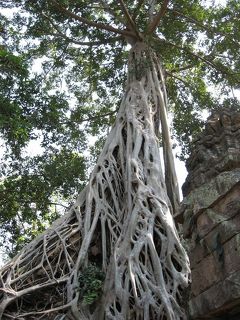 2012冬11　カンボジア(アンコール遺跡 Ta Prohm)