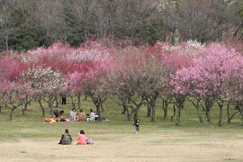 2012早春、大高緑地公園の梅林(1/2)：やっと見頃になってきた梅林、白梅と紅梅