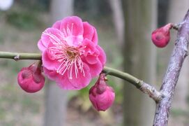 2012早春、やっと一分咲の枝垂梅(2/4)：名古屋市農業センター・枝垂梅