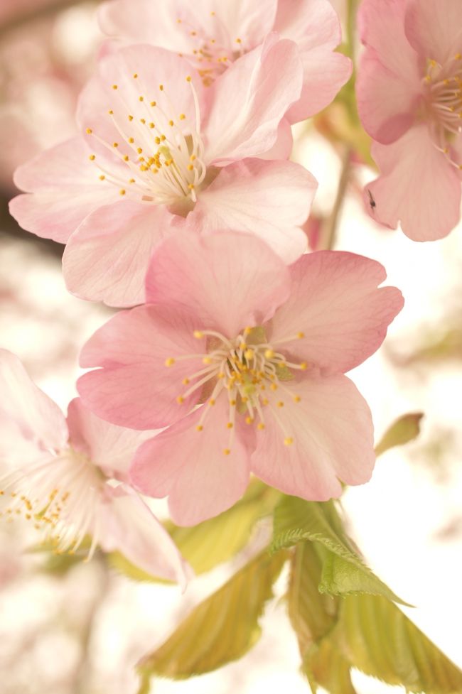 きっかけは、河津桜をこの目で見たくて…<br />一年間想いを温めてきました☆彡<br /><br />我が家からは、車で５時間。<br />どうせなら、伊豆を堪能しましょう♪って事で<br />私好みの旅に出かけました。<br /><br />*一日目*<br />河津～下田～土肥<br />・河津…河津桜で春の訪れを感じる<br />・下田…レトロな町を散策、自然も満喫<br />・黄金崎…コレクションガーデンからの景色を望む<br />　　　　　恋人岬をさらりと巡る<br />・土肥…露天風呂付プチホテル宿泊<br /><br />*二日目*<br />土肥～堂ヶ島～土肥～修善寺～三島<br />・堂ヶ島…らんの里でランと絶景を堪能<br />　　　　　遊覧船に揺られ、青の洞窟めぐり<br />　　　　　天然記念物・トンボロ現象を体感<br />・土肥…土肥金山にて世界一の金塊に驚く<br />・修善寺…情緒豊かな街並み・竹林散策<br />・三島…三嶋大社に感動<br /><br />今回の旅行記は、伊豆の魅惑という事で<br />①東伊豆～南伊豆編（河津桜、レトロな町・下田）<br />②西伊豆編（風光明媚な土肥・堂ヶ島）<br />③中伊豆～三島編（情緒豊かな街並み・修善寺、<br />　　　　　　　　　　伊豆國 一之宮・三嶋大社）<br />３部作になります。<br /><br />では、①東伊豆～南伊豆編、はじまり。