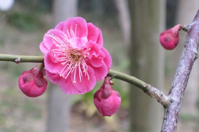 　やっと一分咲の名古屋市農業センターの枝垂梅の紹介です。