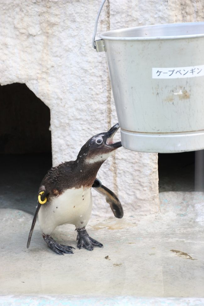 春うらら、花の季節がやって来た……と思いきや。<br />ウメの見頃はいつになるやら。<br />それに、このあいだ宝登山では、ロウバイを始めとする花をたっぷり撮ることができました。<br />だからか、この週末は花撮影でなく、先週末に行くつもりで行きそびれた上野動物園にどうしても行きたくなって、他は考えられなくなってしまいました。<br /><br />というわけで、2012年度の３月３日は、本日が雛祭りだということをすっかり忘れて、上野公園に出かけました。<br />一番目当ては、やっぱりレッサーパンダです。<br /><br />また、上野動物園は、ガラス越しに眺められる「日本の鳥Ｉ」の檻では鳥の写真が撮りやすいので、自然の中ではなかなか撮るチャンスのない鳥撮影も楽しみな動物園です。<br />でも、初めて上野動物園に撮影しに行った前回、一昨年の2010年２月、カワセミは撮れず、非常に心残りでした。<br />だから、二番目当てはカワセミ。<br />その念願のカワセミも、今回はじっくり拝むことができました。<br /><br />それから、１ヶ月前の埼玉こども動物自然公園では見損ねたマヌルネコも@<br />マヌルネコは、今まで上野公園の科学博物館で剥製しか見たことがなくて、生きている姿をぜひ拝みたいと思っていたんです。<br /><br />というわけで、いろいろとリベンジが叶った２度目の上野動物園撮影散策でした。<br />ジャイアントパンダは、はじめから期待しませんでした。朝一番に動物園に入園したのならいざ知らず、昼頃では、案の定、見学待ちの長い行列ができていたので。<br /><br />それにしても、動物撮影をしていると、辛抱強くなる！？<br />と思ったけれど、狭い檻の中にターゲットがいる動物園は、自然の中で狙うより遙かに撮りやすい上、外れがほとんどないんでした。<br />それでは辛抱強いなんて言えません（苦笑）。<br /><br />＜雛祭りの日に出かけた上野動物園の旅行記シリーズ構成＞<br />■（1）動物編～初めて西園まで足を伸ばして<br />□（2）日本の鳥編：念願のカワセミが間近でじっくり見られた@<br />□（3）レッサーパンダ編：チャオくんとアンアンちゃんのいい顔を撮るまでねばったゾ<br /><br />大人になってから上野動物園に訪れるのは、実はこれで３回目です。<br />ただし、２回目の去年の秋は甥っ子姪っ子と一緒だったので、ゆっくり撮影はしていられませんでした。<br />なにしろ、動物撮影には時間がかかるから、子供たちが辛抱できるはずがありません。<br />ただ、甥っ子と姪っ子は見て回るペースが違っていて、甥っ子とそのパパは西園も東園もささっと回ってしまいましたが、姪っ子と一緒だった私は、西園しか回れませんでした。<br />不忍池がある東園の方には２度とも行けず、いつか行きたいと思っていました。<br />レッサーパンダは西園に入ってすぐ、イソップ橋の下にいるので、好都合でした。<br /><br />もっとも、ぜひリベンジしたいと思っていたカワセミとレッサーパンダにたっぷり時間をかけたので、他の西園の動物たちは、半分も回れませんでした。<br />アイアイやワオキツネザルは楽しみにしていたので、ちょっと残念でした。<br /><br />東園で、一昨年はコウテイペンギンやケープペンギンがいたところは、アザラシやアシカの新居になっていたようで、ケープペンギンには西園で再会できました。<br />でも、コウテイペンギンはどこに行ってしまったのかしら。<br />一昨年は、冬季の水曜日に限り、ペンギンのお散歩イベントをやっていたのですが、いまは代わりにホッキョクグマの方が目玉になっているようです。<br />思った以上に動物の引っ越しやイベントが様変わりしていて、ちょっと驚きました。<br /><br />シリーズ１本目のこの旅行記は、上野公園や買ったお土産、それからレッサーパンダと鳥以外の写真でまとめましたが、飛べない鳥エミューはこちらに入れました。<br />代わりに日本の鳥でまとめた続きの旅行記には、なぜか鳥と同じ檻にいたとある動物の写真も一緒にまとめました。<br /><br />＜タイムメモ＞<br />12:25　上野公園に到着<br />12:35　上野動物園に入園<br />12:40～13:30　日本の鳥Ｉ<br />13:40～13:50　日本の鳥II<br />14:45～15:50　レッサーパンダ<br />16:00～16:50　西園の他の動物たち<br />17:00　動物園を出る<br /><br />上野動物園公式サイト<br />http://www.tokyo-zoo.net/zoo/ueno/index.html<br /><br />＜これまでの動物撮影の旅行記＞<br />2012年２月11日<br />「一眼レフを持って多摩動物公園にチャレンジ！───（2）アジアの山岳エリアのユキヒョウやトラやオオカミなど」<br />http://4travel.jp/traveler/traveler-mami/album/10645358<br />「一眼レフを持って多摩動物公園にチャレンジ！───（3）やっぱりレッサーパンダが一番可愛い！」<br />http://4travel.jp/traveler/traveler-mami/album/10645513<br />「一眼レフを持って多摩動物公園にチャレンジ！───（4）オーストラリアの動物からワシやシロフクロウやマレーバクまで」<br />http://4travel.jp/traveler/traveler-mami/album/10645756<br /><br />2012年２月４日<br />「一眼レフで動物撮影に再びチャレンジ！───埼玉こども動物自然公園へ（前編）猛獣はいないけど、いろんなチビちゃんが見られた@」<br />http://4travel.jp/traveler/traveler-mami/album/10643230<br />「一眼レフで動物撮影に再びチャレンジ！───埼玉こども動物自然公園へ（後編）悶絶可愛いレッサーパンダの親子３匹」<br />http://4travel.jp/traveler/traveler-mami/album/10643507<br /><br />2012年１月28日<br />「一眼レフで動物とイルミネーション撮影に挑戦！───冬の東武動物公園へ（2）ファインダー越しに動物の目を捉えよう」<br />http://4travel.jp/traveler/traveler-mami/album/10641744<br /><br />2011年９月<br />「2011年秋ウズベキスタン旅行ハイライトその５：ちょっとだけ撮れた動物編」<br />http://4travel.jp/traveler/traveler-mami/album/10615004/<br />2011年７月<br />「2011年コーカサス３カ国旅行ハイライトその８：動物編──旧市街のイヌ・ネコたち」<br />http://4travel.jp/traveler/traveler-mami/album/10588455/<br />「2011年コーカサス３カ国旅行ハイライトその９：動物編──牧畜の国らしいコーカサス」<br />http://4travel.jp/traveler/traveler-mami/album/10588465/<br /><br />2011年１月１日<br />「初詣よりも先に智光山公園（2）ひとなっつこかった３匹のネコちゃんたちとひょうたん池のおやすみマガモ」<br />http://4travel.jp/traveler/traveler-mami/album/10532887/<br /><br />2010年12月11日<br />「冬なのに夏のイルミネーションが見たくて２度目の東武動物公園へ（2）サバンナの動物たち」<br />http://4travel.jp/traveler/traveler-mami/album/10528379/<br />「冬なのに夏のイルミネーションが見たくて２度目の東武動物公園へ（3）お食事タイムのホワイトタイガーとレッサーパンダ他」<br />http://4travel.jp/traveler/traveler-mami/album/10528382<br /><br />2010年３月22日<br />「連休は甥っ子姪っ子とサンシャイン国際水族館」<br />http://4travel.jp/traveler/traveler-mami/album/10441402/<br />2010年２月11日<br />「ペンギンのお散歩と冬ぼたんと土偶が見たくて木曜日の祝日は上野公園へ（3）お散歩するペンギンは可愛かった@」<br />http://4travel.jp/traveler/traveler-mami/album/10428525/<br />2010年１月24日<br />「２年ぶりの葛西臨海公園（2）魚の撮影は超難関！───でも思ったより楽しかった水族園」<br />http://4travel.jp/traveler/traveler-mami/album/10422535/<br />2010年１月２日<br />「正月早々、智光山公園！（2）こども動物園でねばった、ねばった@」<br />http://4travel.jp/traveler/traveler-mami/album/10414995/<br /><br />2009年12月27日<br />「きっかけはイルミネーション！───はじめての東武動物公園（1）１番目当てはホワイトタイガーだけど@」<br />http://4travel.jp/traveler/traveler-mami/album/10412696/<br />「きっかけはイルミネーション！───はじめての東武動物公園（2）２番目当てはレッサーパンダだけど@」<br />http://4travel.jp/traveler/traveler-mami/album/10412697/<br /><br />2009年７月<br />「2009年ウクライナ・ハイライトその１：ちょっとだけ動物たち」<br />http://4travel.jp/traveler/traveler-mami/album/10360936/<br /><br />2008年７月<br />「2008年ブルガリア・ハイライトその１：ブルガリアのネコちゃん」<br />http://4travel.jp/traveler/traveler-mami/album/10260520/<br />「2008年ブルガリア・ハイライトその２：ブルガリアのワンちゃん」<br />http://4travel.jp/traveler/traveler-mami/album/10260536/<br />「2008年ブルガリア・ハイライトその３：ブルガリアのその他の動物」<br />http://4travel.jp/traveler/traveler-mami/album/10260540/<br />