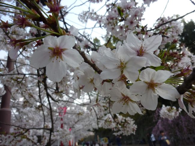 ２０１２の桜。