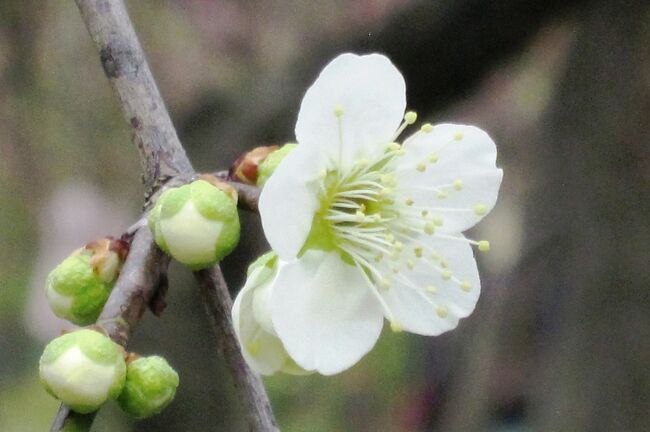 　やっと一分咲になった名古屋市農業センターの枝垂梅の紹介です。
