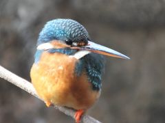 パンダを見なくても十分楽しい上野動物園（2）日本の鳥編：念願のカワセミが間近でじっくり見られた@