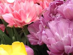 100点にご縁を！～勝手に合格祈願の旅～その４　京都府立植物園　早春の草花展その１～