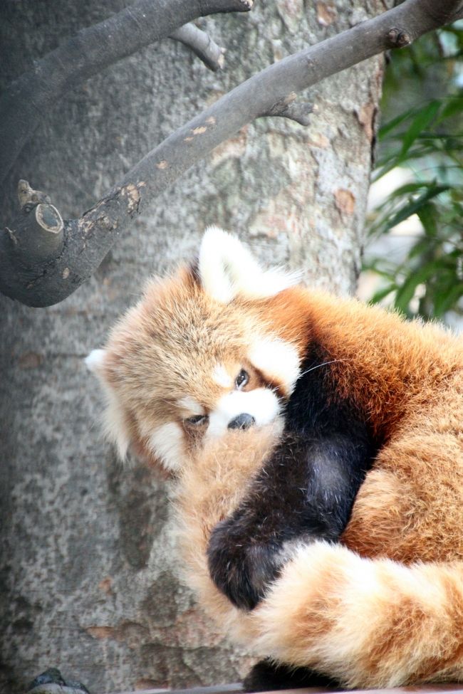 春うらら、花の季節がやって来た……と思いきや。<br />ウメの見頃はいつになるやら。<br />それに、このあいだ宝登山では、ロウバイを始めとする花をたっぷり撮ることができました。<br />だからか、この週末は花撮影でなく、先週末に行くつもりで行きそびれた上野動物園にどうしても行きたくなって、他は考えられなくなってしまいました。<br /><br />というわけで、2012年度の３月３日は、本日が雛祭りだということをすっかり忘れて、上野公園に出かけました。<br />一番目当ては、やっぱりレッサーパンダです。<br /><br />また、上野動物園は、ガラス越しに眺められる「日本の鳥Ｉ」の檻では鳥の写真が撮りやすいので、自然の中ではなかなか撮るチャンスのない鳥撮影も楽しみな動物園です。<br />でも、初めて上野動物園に撮影しに行った前回、一昨年の2010年２月、カワセミは撮れず、非常に心残りでした。<br />だから、二番目当てはカワセミ。<br />その念願のカワセミも、今回はじっくり拝むことができました。<br /><br />それから、１ヶ月前の埼玉こども動物自然公園では見損ねたマヌルネコも@<br />マヌルネコは、今まで上野公園の科学博物館で剥製しか見たことがなくて、生きている姿をぜひ拝みたいと思っていたんです。<br /><br />というわけで、いろいろとリベンジが叶った２度目の上野動物園撮影散策でした。<br />ジャイアントパンダは、はじめから期待しませんでした。朝一番に動物園に入園したのならいざ知らず、昼頃では、案の定、見学待ちの長い行列ができていたので。<br /><br />それにしても、動物撮影をしていると、辛抱強くなる！？<br />と思ったけれど、狭い檻の中にターゲットがいる動物園は、自然の中で狙うより遙かに撮りやすい上、外れがほとんどないんでした。<br />それでは辛抱強いなんて言えません（苦笑）。<br /><br />＜雛祭りの日に出かけた上野動物園の旅行記シリーズ構成＞<br />□（1）動物編〜初めて西園まで足を伸ばして<br />□（2）日本の鳥編：念願のカワセミが間近でじっくり見られた@<br />■（3）レッサーパンダ編：チャオくんとアンアンちゃんのいい顔を撮るまでねばったゾ<br /><br />今年に入って４回目の動物園散策。<br />最初に出かけた東武動物公園は、むしろイルミネーション狙いでしたが、次からは一番目当てはレッサーパンダです。<br />なにしろ、レッサーパンダの可愛い写真がたくさんあるフォートラベル旅行記に触発されて、その可愛さに改めて目覚めてしまったから。<br />名前をちゃんと覚えて個体判別しようとするともっと愛着がわくことにも、やっと気付きました。<br />レッサーパンダの個体判別は見た目だけでは難しいですが、その判別ポイントも少し分かってきたかも、と思っているこの頃です。<br />だからといって、その場ですぐに見分けがつくようになったわけではないのですが（苦笑）。<br /><br />本日、雛祭りだということをすっかり忘れて上野動物園に行きたくて他を考えられなくなってしまったのは、ひとえにレッサーパンダのチャオくんとアンアンちゃんに会いたかったからです。<br />ネットで、とても愛嬌のあるチャオくんと、愛くるしいアンアンちゃんの写真を見つけてしまったから。<br />上野動物公園のレッサーパンダの屋外展示場にはこの２匹しかいないので、見分けやすいでしょう。<br /><br />しかし、他の動物もそうですが、レッサーたちも、いい顔どころか、なかなか顔すら撮らせてくれませんでした。<br />ジャイアントパンダに追い出された後のイソップ橋下の新居は、木登りもできる野外展示場で、これでも随分と動物が見やすくなったようですが、もっとずっと広々としていた東武動物公園や埼玉こども動物自然項園や多摩動物公園と比べてしまうと、どうしてもせせこましく感じられたし、傷だらけのガラスとアクリル檻のせいで、非常に見づらかったです。<br />１時間くらい粘るつもりでしたが、やっぱり１時間は張り付くはめになってしまいました。<br /><br />だけど、この新居も、引っ越し待ちのキタロウくんとテンテンちゃんがいた室内展示場に比べたらずっと、ずっと見やすかったし、のびのび過ごせる場所だと思いました。<br />いや、見学者の目にさらされるということは、動物たちにとってやっぱりストレスかな。<br />いかにも檻という小屋でも、見学者がいない方がストレスが少ないんでしょうね。<br /><br />チャオくんとアンアンちゃんについては、１時間粘った甲斐もあって、その可愛いお顔を見せた瞬間を捉えることができました。<br />だけど、なぜでしょう。<br />私が撮ると、２匹とも、ねぼけ顔はともかく、可愛いというより、鋭い目つきの、妙に凛々しいお顔……。<br />何が何でも顔写真を撮るぞ〜！<br />という気合いが、ひょっとしたら殺気として伝わってしまったのでしょうか（苦笑）。<br /><br />＜タイムメモ＞<br />12:25　上野公園に到着<br />12:35　上野動物園に入園<br />12:40〜13:30　日本の鳥Ｉ<br />13:40〜13:50　日本の鳥II<br />14:45〜15:50　レッサーパンダ<br />16:00〜16:50　西園の他の動物たち<br />17:00　動物園を出る<br /><br />上野動物園公式サイト<br />http://www.tokyo-zoo.net/zoo/ueno/index.html<br /><br />＜これまでのレッサーパンダ写真のある旅行記＞<br />2012年２月11日<br />「一眼レフを持って多摩動物公園にチャレンジ！───（3）やっぱりレッサーパンダが一番可愛い！」<br />http://4travel.jp/traveler/traveler-mami/album/10645513<br />2012年２月４日<br />「一眼レフで動物撮影に再びチャレンジ！───埼玉こども動物自然公園へ（後編）悶絶可愛いレッサーパンダの親子３匹」<br />http://4travel.jp/traveler/traveler-mami/album/10643507<br />2012年１月28日<br />「一眼レフで動物とイルミネーション撮影に挑戦！───冬の東武動物公園へ（2）ファインダー越しに動物の目を捉えよう」<br />http://4travel.jp/traveler/traveler-mami/album/10641744<br />2010年12月11日<br />「冬なのに夏のイルミネーションが見たくて２度目の東武動物公園へ（3）お食事タイムのホワイトタイガーとレッサーパンダ他」<br />http://4travel.jp/traveler/traveler-mami/album/10528382<br />2009年12月27日<br />「きっかけはイルミネーション！───はじめての東武動物公園（2）２番目当てはレッサーパンダだけど@」<br />http://4travel.jp/traveler/traveler-mami/album/10412697/<br />