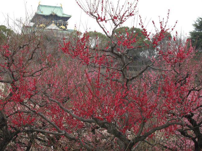 NHK朝ドラ「カーネーション」祭りと、4年前に３ヶ月住んでいた所を再び訪ねて歩き周りました。<br />大阪城公園の梅がとても綺麗でした。<br /><br />今回の目的<br /><br />①マダムシンコの有名な？？？をＧＥＴする・・・らしい。<br />②４年前通った通勤コースを訪ねる。<br />③カーネーション祭りに行く。<br />④レコードプレーヤーのカートリッジをＧＥＴする。<br /><br />以上です。