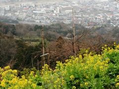 「まつだ桜まつり」で河津桜を見る