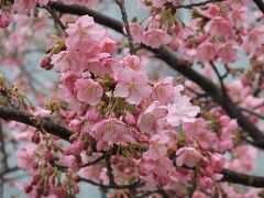 近所で咲き始めた桜と梅