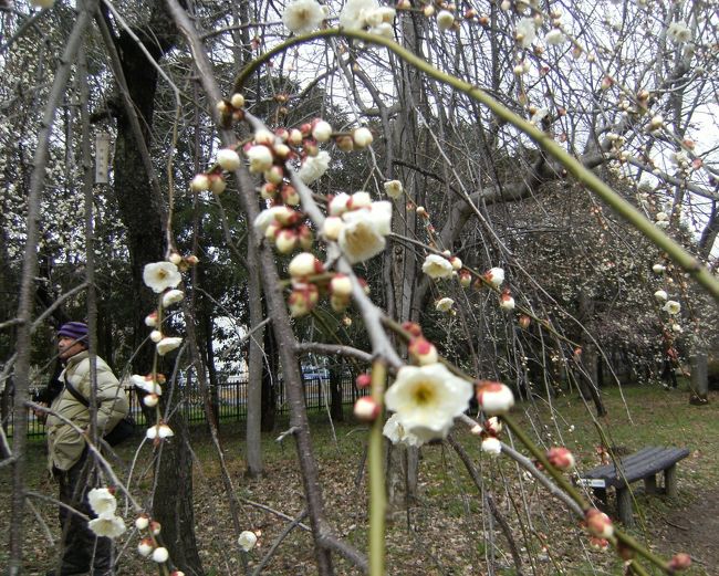 梅の季節になるとやっぱり足が向く大宮第二公園ですが、どうも天気が悪く、梅が映えないし、おまけに、芝は昼までの雨でグシャグシャ。