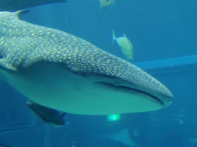 大阪にある世界最大級の水族館・海遊館で、ジンベイザメを見てきました！<br />しかし、、、、予想外に小さいジンベイザメにびっくりしました！<br />やはりジンベイザメは海で見ないと・・と思いました。<br />天保山では、お好み焼きなど大阪グルメを楽しみました！