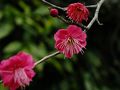 まだまだ蕾だらけの、何て読むのだ？賀名生梅林