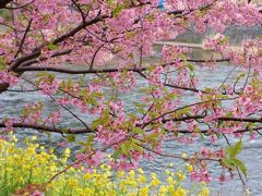 今年の遠足は河津桜＆マンゴーツリー東京♪