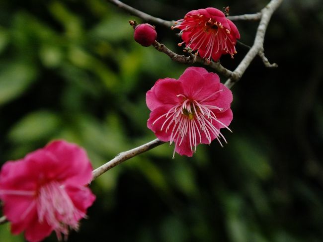 みなべは遠すぎなので近場で梅林を探して見る。月ヶ瀬は前に行ったしなー。<br /><br />賀名生梅林？？なんて読むのかもわかりません。『あのう』です。遠いけど、でもまだ行きやすい感じなので行ってみることにしました。<br /><br />河内長野から紀見井峠を越えていくか、南阪奈道路から24号線を行くか？時間的には南阪奈道路を走って行くほうが早そうなのでこっちから行くことにします。近づくにつれて雨が降ってきました。ん〜〜、やっぱり今年から雨女になってしまったのは確実のようです。<br /><br />賀名生梅林は168号線沿いにあるのでわかりやすいです。駐車場は300円也。梅林MAPをくれましたが、なんてことない。まだまだ蕾だらけで、見頃にはかなり早かった。寒いもんねー。次の日は、職場のあたりですが、積もりはしなかったけど、この冬初めてかなりの雪が降ってたし。来週あたりが見頃なのかなー。寒いので来週でもまだ咲いてないかも？広範囲に多くの梅の木があるので、満開だと絶対見応えがあるかと思うんですが、残念。<br /><br />やっぱり紀見井峠から行ったほうが近かったかな？？<br />