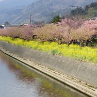 遅めの2012年河津桜の見ごろにドンピシャ！　その１