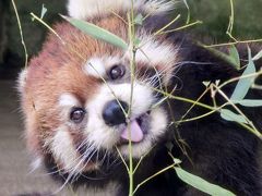 レッサーパンダ オフ会 大阪編　ひらぱ～♪　行ってきました！癒されまくりました！