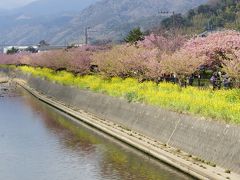 遅めの2012年河津桜の見ごろにドンピシャ！　その１