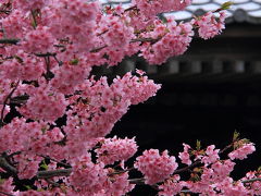 静岡　伊豆　松崎町歩きと下賀茂の夜桜