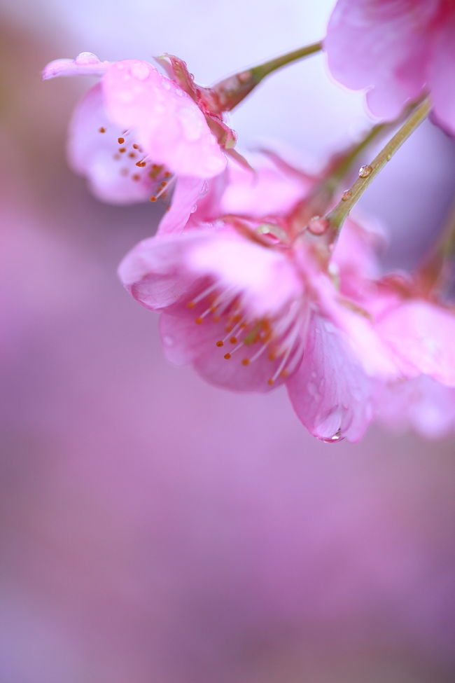 今年こそは見たいと思っていた河津桜。<br />2月の寒波で例年より3週間ほど遅れてやっと見頃を迎えました。<br />