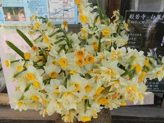 コスモスで有名な『般若寺』ですが、水仙を見に行きました！