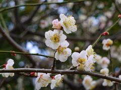 京都てくてく日記　2012年京の冬の旅編　第2弾