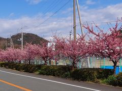 狩野川リバーサイドパークの河津桜 伊豆長岡温泉 静岡県 の旅行記 ブログ By Hn11さん フォートラベル