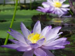 早春に 草津市立水生植物公園みずの森・滋賀県立琵琶湖博物館