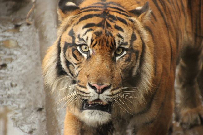 ジャイアントパンダを見なくても十分楽しいです、上野動物園は。それは本当です。<br />だってジャイアントパンダはたくさんいる動物の中の一種類にすぎません。<br />だから、翌週の３月10日の土曜日も続けて上野動物園に行ったのは、どうしてもジャイアントパンダをリベンジしたかったから、というわけではないのです。<br />19時から上野公園の東京文化会館でバレエ観劇の予定を入れていたからなのです。<br /><br />と、言い訳がましくて失礼！<br />前言を撤回するようですが、あわよくばジャイアントパンダが見られるかもしれないと期待したのも、本当です。<br /><br />でも、天気が良ければ、そして開花が進んでいれば、近くの湯島天神の梅を見に行ったことでしょう。<br />あるいはもっと早くに家を出られて時間に余裕があったら、サンシャインシティの水族館あたりに行ったでしょう。<br />サンシャイン水族館は、大改装される前に１度行ったっきりなのです。<br /><br />だけど、家を出たのは12時半。<br />上野に着いたのは14時。<br />カサがいるかいらないかという曇天。<br />こんな天気の日に動物園に行こうという人は予想通り少なくて、ジャイアントパンダは悠々と見学できました。<br /><br />他には、先週の３月３日の土曜日はあきらめた東園の動物たちを中心に回りました。<br />ホッキョクグマは初めて見ることができました。<br />そして上野動物園で見るのは初めてではないけれど、ライオンは、オスがしきりに吠えていて迫力ありましたし、ベンガルトラはガラスのすぐ手前を何往復もしてくれました。迫力はもちちろん、その変わらぬ美しさに、うっとりしました。<br /><br />ただ、クマは冬眠中で見られず、ゴリラは、寒くなったため展示時間が30分短縮されて16時までとなり、一足違いで見ることができませんでした。<br /><br />というわけで翌週再訪した上野動物園の旅行記は、やっぱり目玉となるジャイアントパンダと、パンダ以外の２つに分けました。<br /><br />＜「パンダを見なくても十分楽しい上野動物園」のシリーズ構成＞<br />□（1）動物編〜初めて西園まで足を伸ばして<br />http://4travel.jp/traveler/traveler-mami/album/10651066<br />□（2）日本の鳥編：念願のカワセミが間近でじっくり見られた@<br />http://4travel.jp/traveler/traveler-mami/album/10651221<br />□（3）レッサーパンダ編：チャオくんとアンアンちゃんのいい顔を撮るまでねばったゾ<br />http://4travel.jp/traveler/traveler-mami/album/10651228/<br />＜翌週の観劇前に再訪＞<br />■（4）観劇前に、迫力のホッキョクグマやライオンやベンガルトラやカラフルで珍しい鳥たちを<br />□（5）ジャイアントパンダ編：そうは言っても可愛かったシンシンとリーリー<br /><br />実は、家を出て、電車に乗っている最中ですら、サンシャイン水族館に行くか、今週も続けて上野動物園に行くか、迷っていました。<br />家を出るときには雨がいったん止みましたが、また降るようなら、４分の３は屋内展示の水族館の方が、一眼レフを抱えたままでも、安心して回れます。<br /><br />ただ、スロースターターで未練がましい私なので、開園時間が18時までの水族館の方に行ってしまうと、ぎりぎりまで粘ってしまう可能性があります。<br />本日の一番のハイライトはやはりバレエ観劇の方なのに、髪を振り乱しながら走って観劇会場に向かう自分の姿が、目に浮かぶようです。<br />上野動物園なら、閉園は17時。会場は同じ上野公園内にあり、１時間以上ゆっくりと夕食をとって、毛繕い……じゃなくて身繕いを整え、余裕をもって観劇に望むことができます。<br /><br />外を見ると天気は上々。<br />決断した13時頃の東京は、もう雨が降らないかも、と期待させる空模様でした。<br />というわけで、上野動物園に決めたというわけです。<br /><br />実際の天候は、途中で晴れ間もあったものの、ぽつぽつと雨に降られました。<br />私自身は小雨程度ならカサなしでも気にしないのですが、買ったばかりの精密機械の一眼レフは、そうはいきません。<br />撮影中はタオルをかけたり、歩いているときにはダウンジャケットの胸元に無理矢理突っ込んで、ジャケットの下に抱えて歩きました。<br /><br />実をいうと、どこにも撮影に出かけられなかった先々週末の２月25日の土曜日、どうしても上野動物園のレッサーパンダに会いたくなり、天気予報が小雨くらいなら強行するつもりで、ネットで一眼レフのためのレインコートを大急ぎで購入しました。<br />でも、結局、その日は出かけなかったので、必要なくなってしまいました。<br />そして本日、家を出るときはサンシャイン水族館に行くつもりでしたから、持参するのをすっかり忘れました。<br /><br />タオルやジャケットで一眼レフを雨からかばいながら、なんのためにあれを買ったんだっけ……と自嘲。<br />でもまあ、いずれ役に立つときが来ることでしょう。<br />いや、やっぱりそんな日は来ない方がいいです。<br />どうしても雨の中で撮影を強行しなければならないなんて、ないにこしたことはありません。<br /><br />＜タイムメモ＞<br />14:00　上野公園に到着<br />14:05　上野動物園に入園<br />14:10〜14:50　のんびりパンダ撮影<br />15:05〜15:15　ホッキョクグマ<br />15:40〜15:45　ライオン<br />15:50〜16:00　ベンガルトラ<br />16:10〜16:30　バードハウス２階<br />16:30〜16:45　夜の森<br />17:00　動物園を出る<br />19:00〜東京文化会館でモンテカルロ・バレエ団「シンデレラ」観劇<br /><br />上野動物園公式サイト<br />http://www.tokyo-zoo.net/zoo/ueno/index.html<br /><br />＜これまでの動物撮影の旅行記＞<br />2012年２月11日<br />「一眼レフを持って多摩動物公園にチャレンジ！───（2）アジアの山岳エリアのユキヒョウやトラやオオカミなど」<br />http://4travel.jp/traveler/traveler-mami/album/10645358<br />「一眼レフを持って多摩動物公園にチャレンジ！───（3）やっぱりレッサーパンダが一番可愛い！」<br />http://4travel.jp/traveler/traveler-mami/album/10645513<br />「一眼レフを持って多摩動物公園にチャレンジ！───（4）オーストラリアの動物からワシやシロフクロウやマレーバクまで」<br />http://4travel.jp/traveler/traveler-mami/album/10645756<br /><br />2012年２月４日<br />「一眼レフで動物撮影に再びチャレンジ！───埼玉こども動物自然公園へ（前編）猛獣はいないけど、いろんなチビちゃんが見られた@」<br />http://4travel.jp/traveler/traveler-mami/album/10643230<br />「一眼レフで動物撮影に再びチャレンジ！───埼玉こども動物自然公園へ（後編）悶絶可愛いレッサーパンダの親子３匹」<br />http://4travel.jp/traveler/traveler-mami/album/10643507<br /><br />2012年１月28日<br />「一眼レフで動物とイルミネーション撮影に挑戦！───冬の東武動物公園へ（2）ファインダー越しに動物の目を捉えよう」<br />http://4travel.jp/traveler/traveler-mami/album/10641744<br /><br />2011年９月<br />「2011年秋ウズベキスタン旅行ハイライトその５：ちょっとだけ撮れた動物編」<br />http://4travel.jp/traveler/traveler-mami/album/10615004/<br />2011年７月<br />「2011年コーカサス３カ国旅行ハイライトその８：動物編──旧市街のイヌ・ネコたち」<br />http://4travel.jp/traveler/traveler-mami/album/10588455/<br />「2011年コーカサス３カ国旅行ハイライトその９：動物編──牧畜の国らしいコーカサス」<br />http://4travel.jp/traveler/traveler-mami/album/10588465/<br /><br />2011年１月１日<br />「初詣よりも先に智光山公園（2）ひとなっつこかった３匹のネコちゃんたちとひょうたん池のおやすみマガモ」<br />http://4travel.jp/traveler/traveler-mami/album/10532887/<br /><br />2010年12月11日<br />「冬なのに夏のイルミネーションが見たくて２度目の東武動物公園へ（2）サバンナの動物たち」<br />http://4travel.jp/traveler/traveler-mami/album/10528379/<br />「冬なのに夏のイルミネーションが見たくて２度目の東武動物公園へ（3）お食事タイムのホワイトタイガーとレッサーパンダ他」<br />http://4travel.jp/traveler/traveler-mami/album/10528382<br /><br />2010年３月22日<br />「連休は甥っ子姪っ子とサンシャイン国際水族館」<br />http://4travel.jp/traveler/traveler-mami/album/10441402/<br />2010年２月11日<br />「ペンギンのお散歩と冬ぼたんと土偶が見たくて木曜日の祝日は上野公園へ（3）お散歩するペンギンは可愛かった@」<br />http://4travel.jp/traveler/traveler-mami/album/10428525/<br />2010年１月24日<br />「２年ぶりの葛西臨海公園（2）魚の撮影は超難関！───でも思ったより楽しかった水族園」<br />http://4travel.jp/traveler/traveler-mami/album/10422535/<br />2010年１月２日<br />「正月早々、智光山公園！（2）こども動物園でねばった、ねばった@」<br />http://4travel.jp/traveler/traveler-mami/album/10414995/<br /><br />2009年12月27日<br />「きっかけはイルミネーション！───はじめての東武動物公園（1）１番目当てはホワイトタイガーだけど@」<br />http://4travel.jp/traveler/traveler-mami/album/10412696/<br />「きっかけはイルミネーション！───はじめての東武動物公園（2）２番目当てはレッサーパンダだけど@」<br />http://4travel.jp/traveler/traveler-mami/album/10412697/<br /><br />2009年７月<br />「2009年ウクライナ・ハイライトその１：ちょっとだけ動物たち」<br />http://4travel.jp/traveler/traveler-mami/album/10360936/<br /><br />2008年７月<br />「2008年ブルガリア・ハイライトその１：ブルガリアのネコちゃん」<br />http://4travel.jp/traveler/traveler-mami/album/10260520/<br />「2008年ブルガリア・ハイライトその２：ブルガリアのワンちゃん」<br />http://4travel.jp/traveler/traveler-mami/album/10260536/<br />「2008年ブルガリア・ハイライトその３：ブルガリアのその他の動物」<br />http://4travel.jp/traveler/traveler-mami/album/10260540/<br />