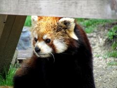 初春のレッサーパンダ紀行【３】　ひらかたパーク　意外！？関西最多！！５匹のパンダのいる遊園地＜第２回レッサーパンダ・オフ会２日目＞