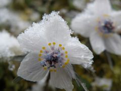 春告げる花、節分草咲く総領町