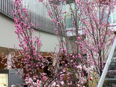 大阪街歩き(19)　桜プロジェクト始動！　今年最初の桜は…えっ，梅田で!?