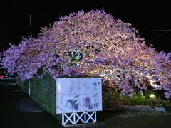 2012年3月 白田温泉から河津桜・吊るし雛 [1部] 夜桜