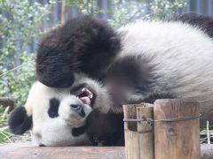 パンダを見なくても十分楽しい上野動物園（5）ジャイアントパンダ編：そうは言っても可愛かったシンシンとリーリー