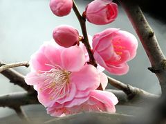 Solitary Journey ［1014］ 平年より３週間遅い開花、やっと春気分ですね～♪ ＜見頃を迎えた梅の花‘縮景園’の梅林＞広島市中区