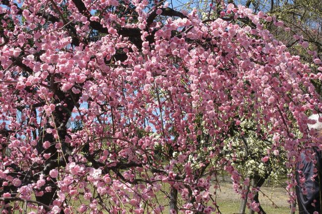 　まだ寒い日が続いていますが、日中は暖かった日もありました。平均すれば五分咲き程になった名古屋市農業センターの枝垂梅の紹介です。呉服枝垂(くれはしだれ)等の早咲種は、七分咲から、一番の見頃になっていました。