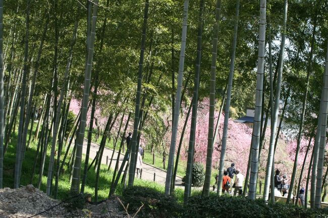 2012早春、五分咲程の枝垂梅(4/5)：名古屋市農業センター・枝垂梅、白木蓮、ロウバイ