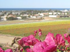 Carlsbad Flower Fields　　　カールスバッドの花畑